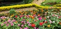 Bunch of colorfull flowers, Zinnia cultivated for their variously and brightly colored flower heads.