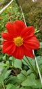 Colorfull flowers, Zinnia cultivated for their variously and brightly colored flower heads.