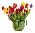 Bunch of colorized tulips on white background