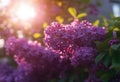 bunch colors delicate purple lilacs in the rays of the setting sun