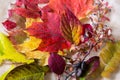 Bunch of colourful autumn leaves on cream linen background