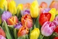 Bunch of colourful tulips Royalty Free Stock Photo