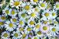 Bunch of common Daisy flowers full frame Royalty Free Stock Photo