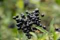 Bunch of common dogwood berries on Royalty Free Stock Photo