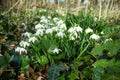 Bunch of common snowdrops. Galanthus nivalis, growing wild in woods