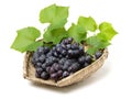 Bunch of common table dark grape Vitis vinifera on the vine with leaves Royalty Free Stock Photo