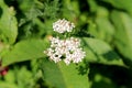 Bunch of Common yarrow or Achillea millefolium flowering plant small white open blooming flowers on green leaves background in