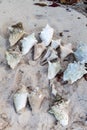 Bunch of conches on Playa Maguana beach near Baracoa, Cu Royalty Free Stock Photo