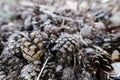 Bunch of cones lying on the ground Royalty Free Stock Photo