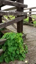 Bunch of Convolvulus leaves and nettles falling on a wooden footbridge