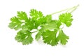 bunch coriander leaf isolate on white background Royalty Free Stock Photo