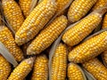 A bunch of corn on the cob is shown in a pile Royalty Free Stock Photo