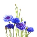 Bunch on cornflowers