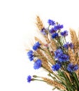 Bunch of cornflowers and ears isolated on white background Royalty Free Stock Photo