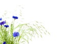 Bunch of cornflowers and grasses Royalty Free Stock Photo