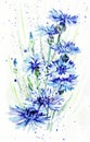 Bunch of cornflowers Royalty Free Stock Photo