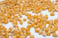 Bunch of corns placed on a white sheet Royalty Free Stock Photo