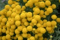 Santolina chamaecyparissus also known as Cotton lavender growing in garden