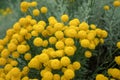 Santolina chamaecyparissus also known as Cotton lavender growing in garden