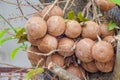 Bunch of Couroupita guianensis