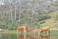 A bunch of cows drinking in river Royalty Free Stock Photo
