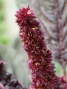 Bunch of crimson amaranth flowers, close-up. Amaranth inflorescence