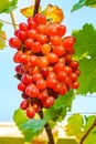 Bunch of Crimson Seedless Grapes