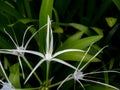 Bunch of Crinum Lily Flowers Blooming Royalty Free Stock Photo