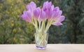 Bunch of crocus flowers in a glass vase on the background of nature Royalty Free Stock Photo