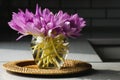 Bunch of crocus flowers in a glass vase in the kitchen. Royalty Free Stock Photo