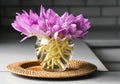 Bunch of crocus flowers in a glass vase in the kitchen. Royalty Free Stock Photo