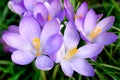 Bunch of crocus flowers Royalty Free Stock Photo