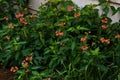 A bunch of crossandra flowers in saffron color grown near a wall in a home garden