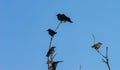 a bunch of crows perched on dead tree with a blue sky