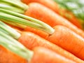 Bunch of crunchy carrots close-up Royalty Free Stock Photo