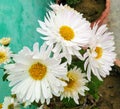 bunch of crysanthemum flower Royalty Free Stock Photo