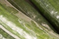 Bunch of cucumber wrapped in plastic films Royalty Free Stock Photo