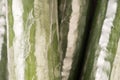 Bunch of cucumber wrapped in plastic films Royalty Free Stock Photo