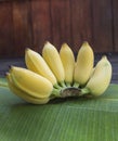 Bunch of Cultivated bananas on banana leaf Royalty Free Stock Photo