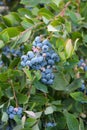 Bunch of cultivated blueberries on bush in agriculture field with leaves