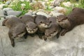 A Bunch Of Curious Otters Royalty Free Stock Photo