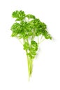 Bunch of curly parsley, fresh curly leaf parsley, from above Royalty Free Stock Photo