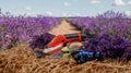 .A bunch of cut lavender and pruning shear against a backdrop of flowering lavender fields. Gardening and seasonal pruning of