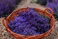 .A bunch of cut lavender in a wicker basket against a backdrop of flowering lavender fields. Lavander Harvesting concept