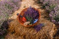 .A bunch of cut lavender in a wicker basket and pruning shear against a backdrop of flowering lavender fields. Lavander Harvesting