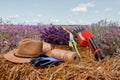.A bunch of cut lavender in a wicker basket and pruning shear against a backdrop of flowering lavender fields. Lavander Harvesting