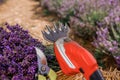 .A bunch of cut lavender in a wicker basket and pruning shear against a backdrop of flowering lavender fields. Lavander Harvesting