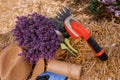 .A bunch of cut lavender in a wicker basket and pruning shear against a backdrop of flowering lavender fields. Lavander Harvesting