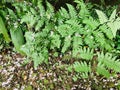 A bunch of cute Dryopteris lacera in the Erbazi Botanical Garden in Ankeng, Taipei