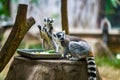 A bunch of cute long-tailed raccoons are eating